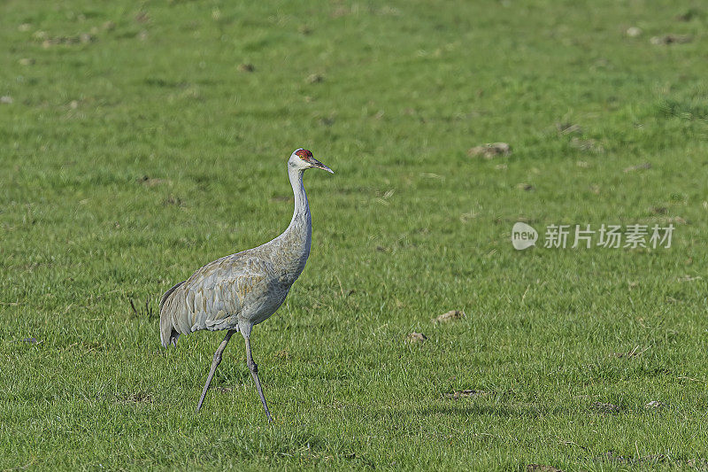 沙丘鹤(Antigone canadensis)是北美大型鹤的一种。加州萨克拉门托-圣华金河三角洲的斯塔顿岛